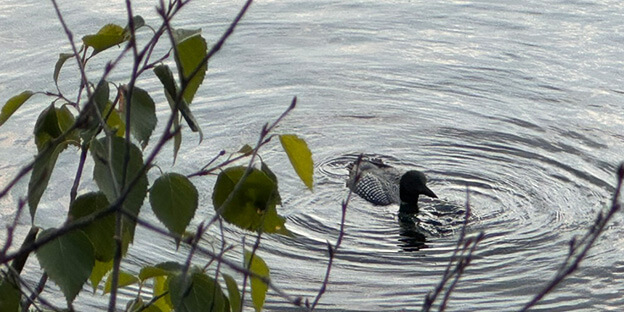 a picture of a loon in a lake